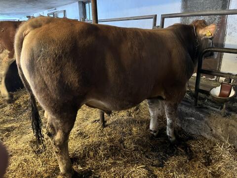 Murbodner Stier