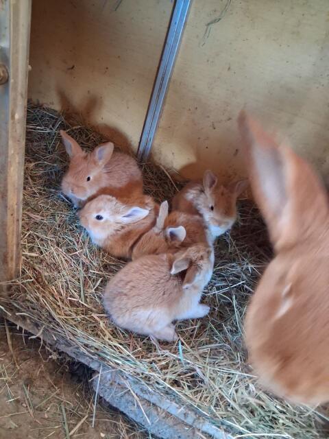 Junge Kaninchen