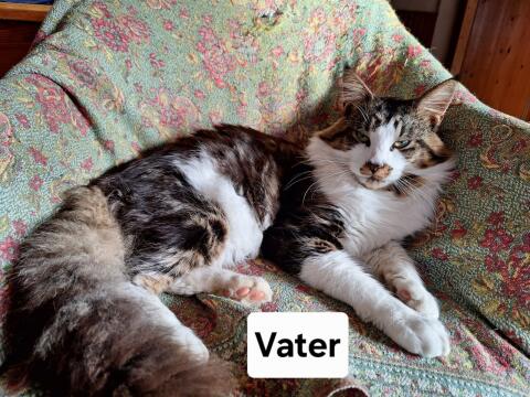 Katzen / Maine Coon
