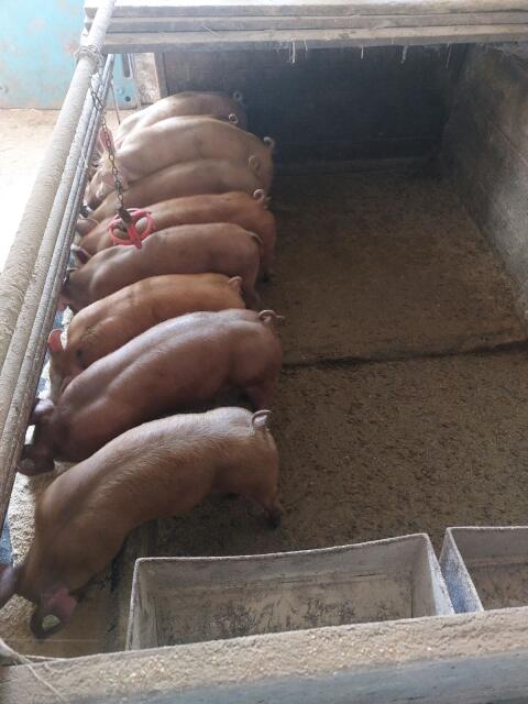 Ferkel Duroc - Pitrai