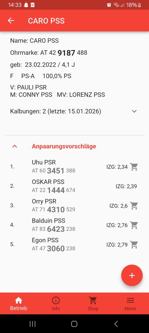 Pustertaler Sprinzen Kuh