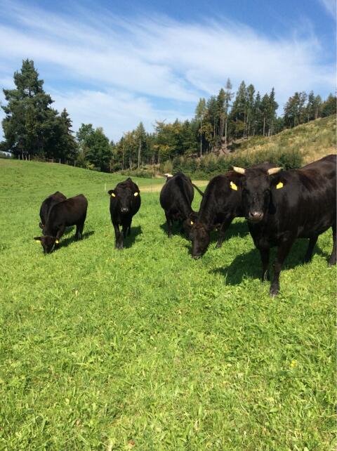 Wagyu Einsteller