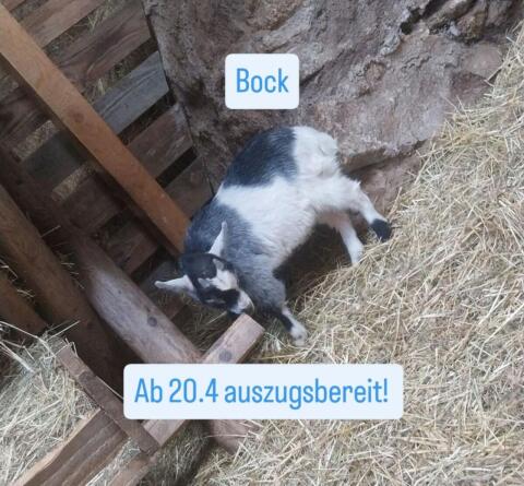 Zwergziegen