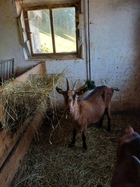 Verkaufe Gämsfarbige Gebirgsziegen und Tauernschecken Bock