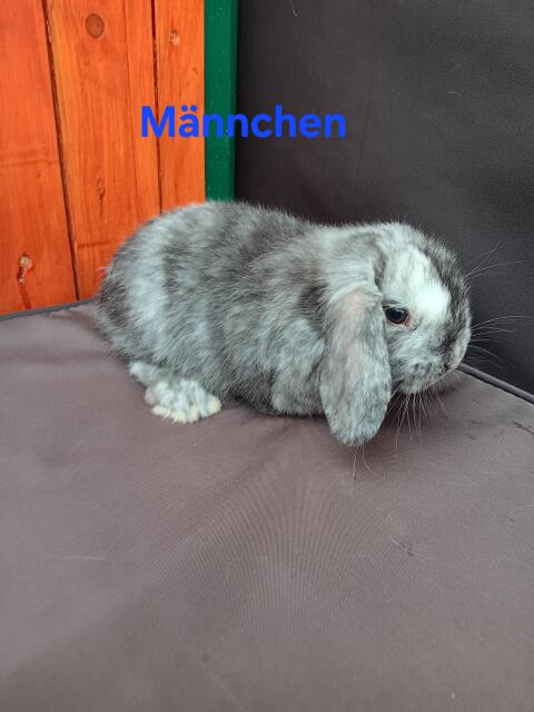 Junge Zwergwidder