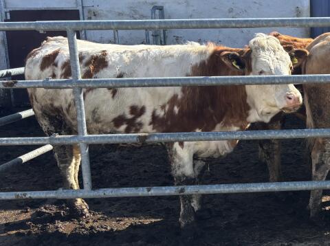 Trächtige Kalbin Bio