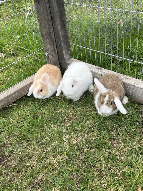 Zwergkaninchen