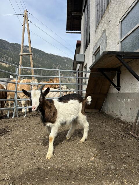 Tauernschecken Böcke