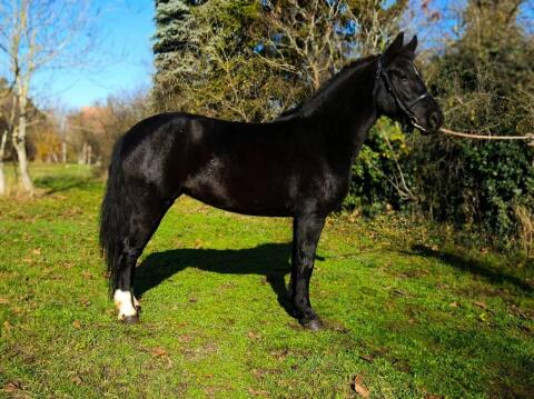 Ungarisches Warmblut Stute Fecske