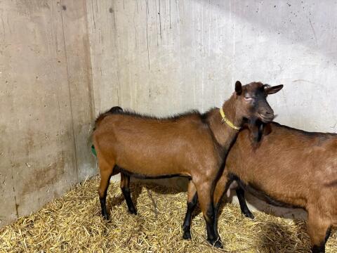 GGZ Bock
