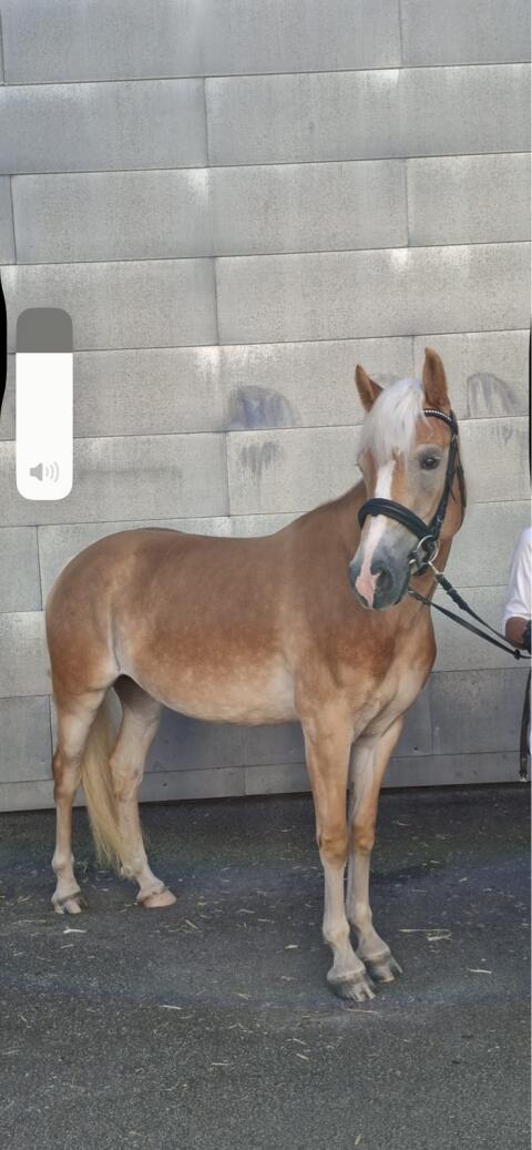 Typvolle 4-jährige Haflinger Stute