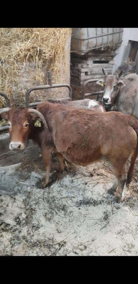 Zebu