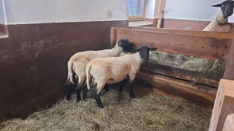 Suffolk Jungwidder Bio HB Tiere