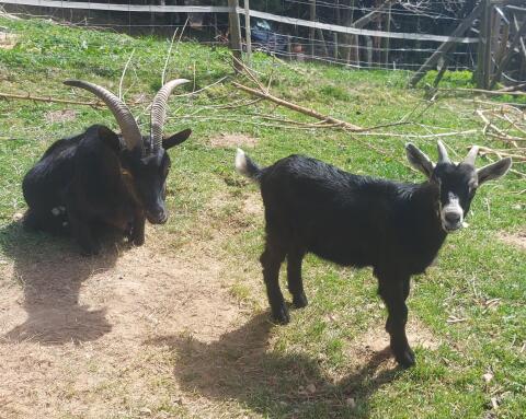 Bockkitz schwarz Jungbock Ziegenbock