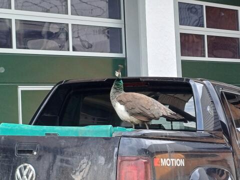 Pfau
