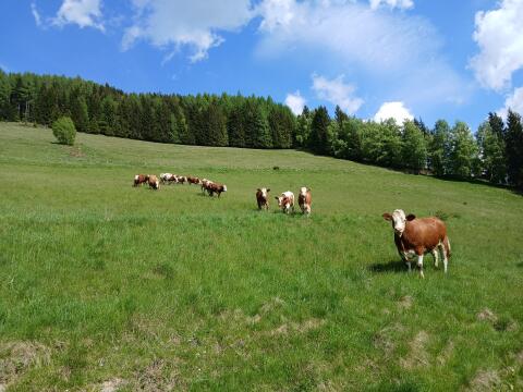 Freie Almplätze