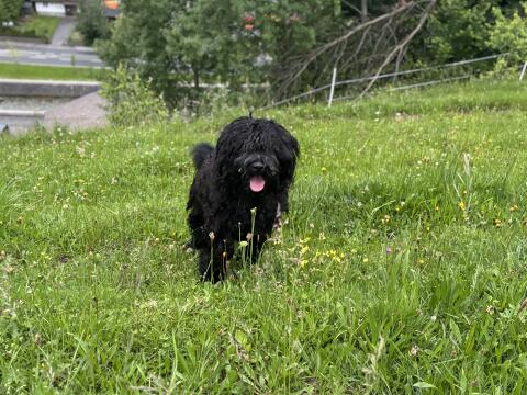 Hirtenhundwelpen