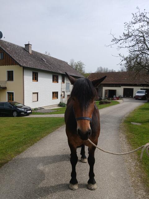 Noriker Stute