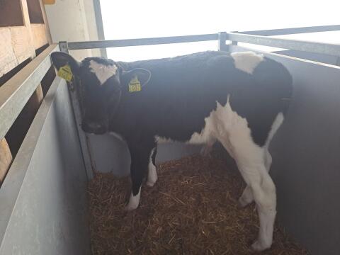 Holstein Stierkälber