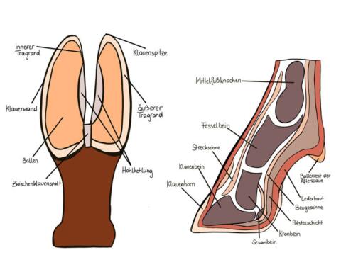 Klauenpflege Ziegen/Schafe