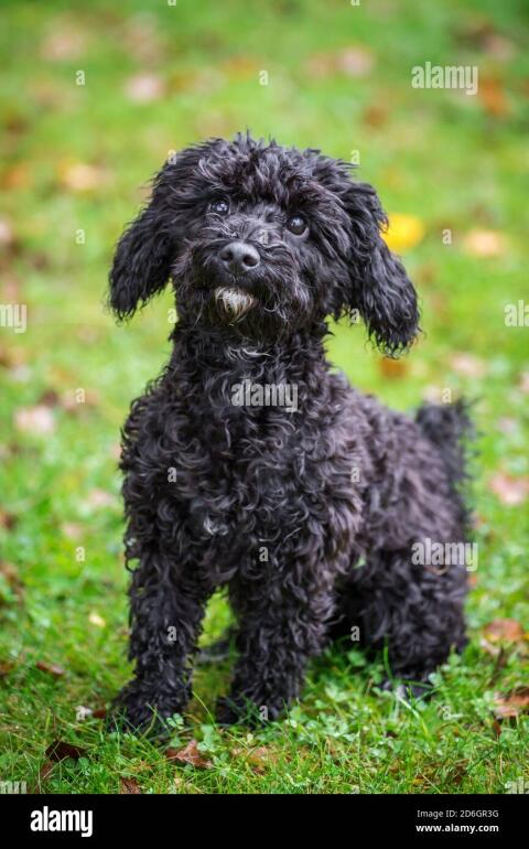 Puli Terrier Mischlinge ab August zu vergeben
