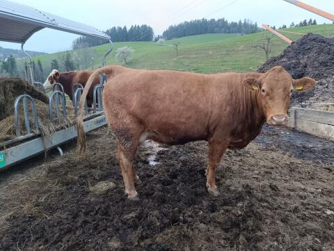 Mutterkuh mit Kalb