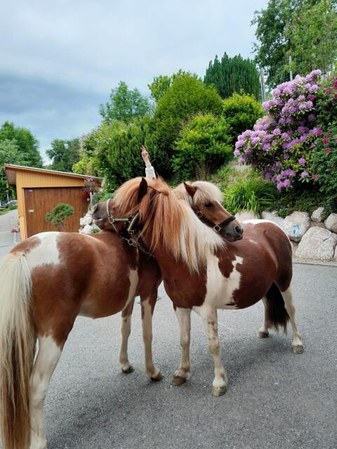 2 Ponys abzugeben