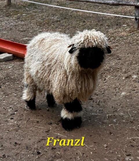 Walliser Schwarznasen Widder