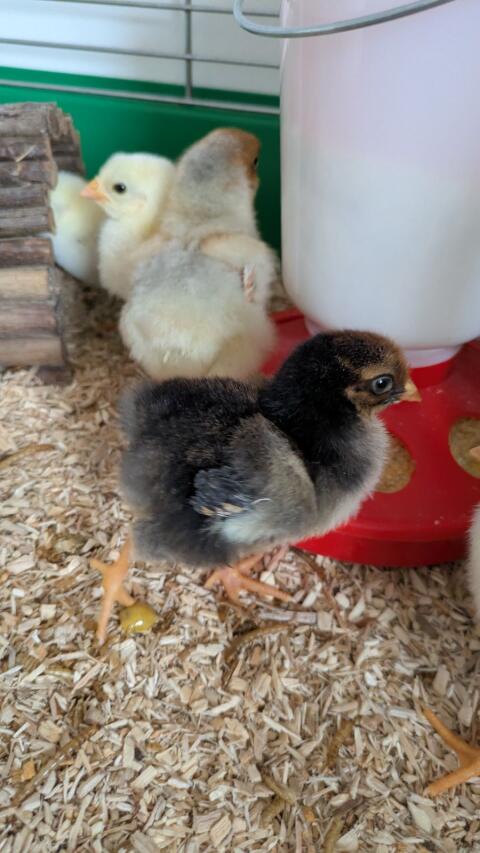 Zwerg-Wyandotten-Küken