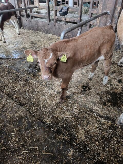 Kalb FV/LI