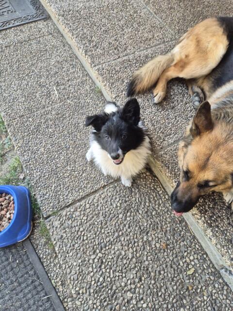 Hunde
