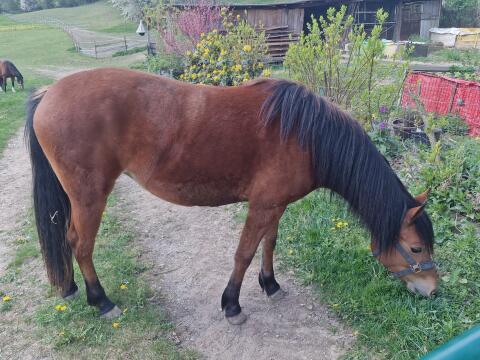 Quarter/Haflinger-Mix
