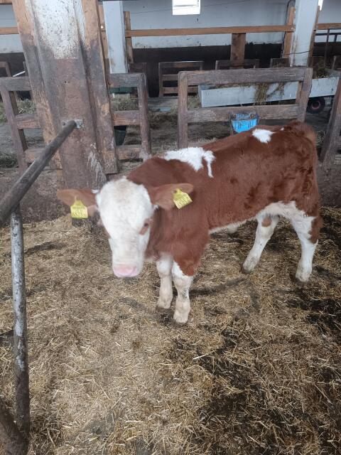 Kalb FV/LI