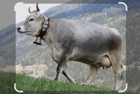 Tiroler Grauvieh