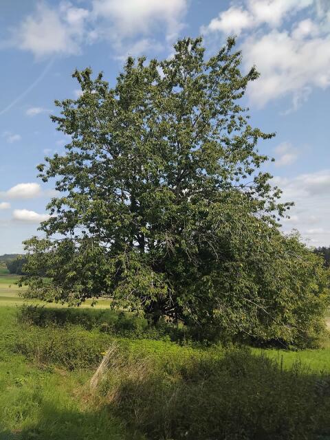 Kirschbaum