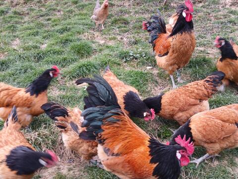 Bruteier: Vorwerk, Altsteirer, Araucana, Lakenfelder, Enten