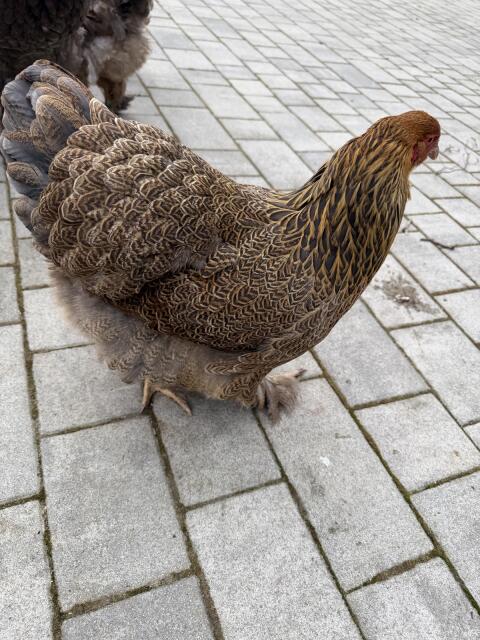 Brahma