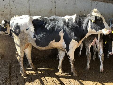 Holstein Zuchtstier