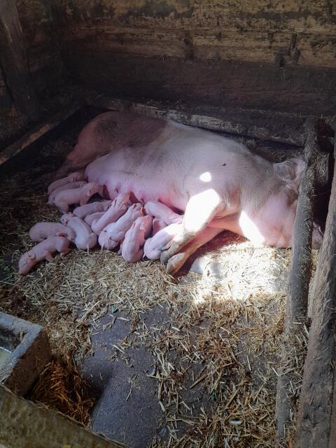 Ferkel zu verkaufen