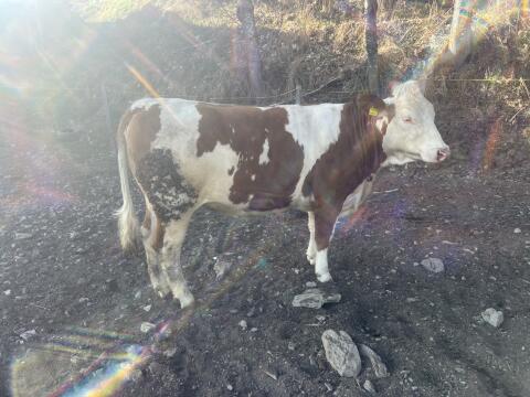 Fleckvieh Kalbinnen, FL