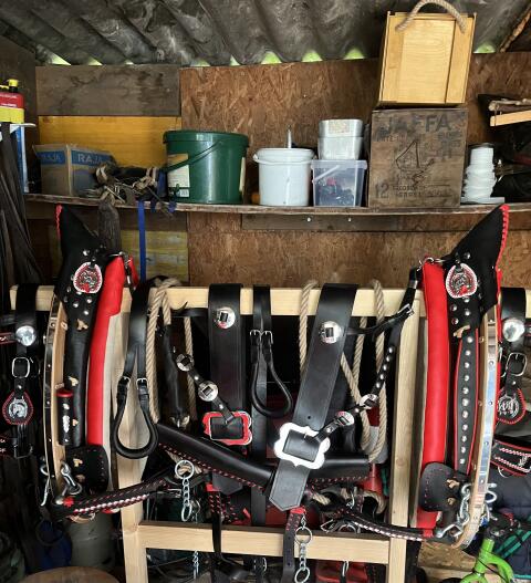 Kummetgeschirr für noriker komplett