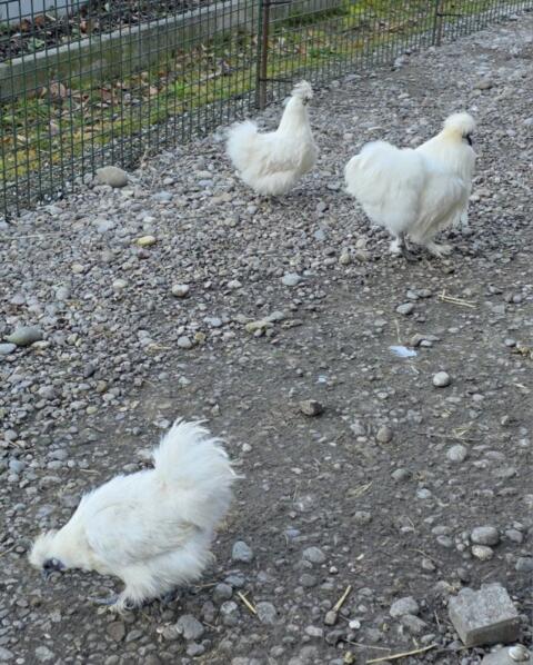2 Zwergseidenhühner, 1 Hahn