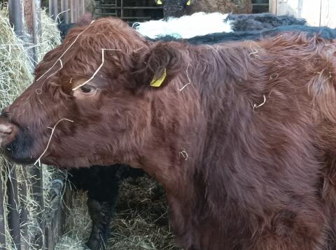 Galloway Rind rot