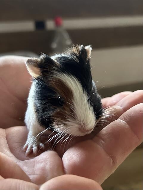 Meerschweinchen (w)