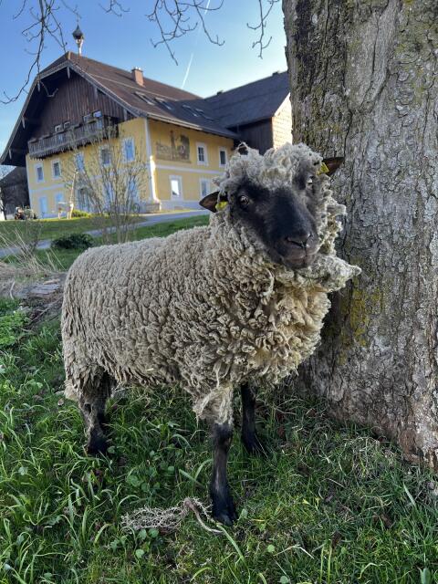 Shropshire Schafbock 2-jährig