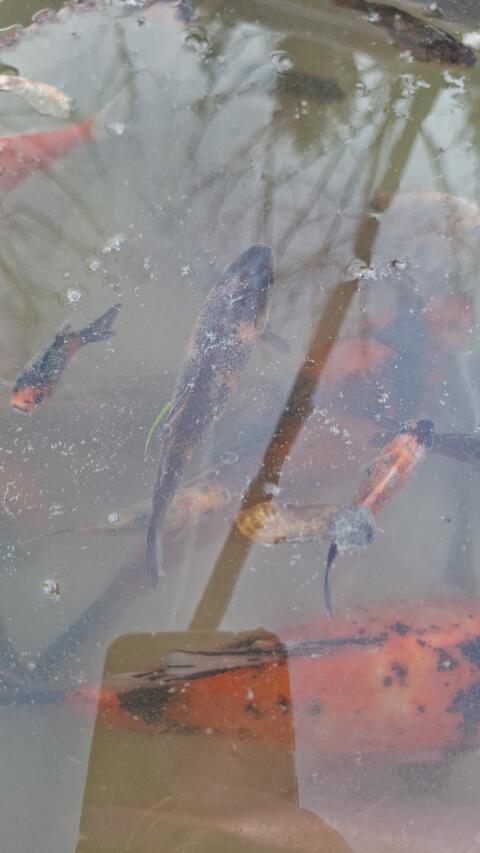 Shubunkin/Goldfische