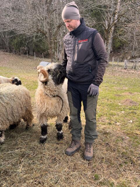 BIO Walliser Schwarznasen Zuchtbock Vigo