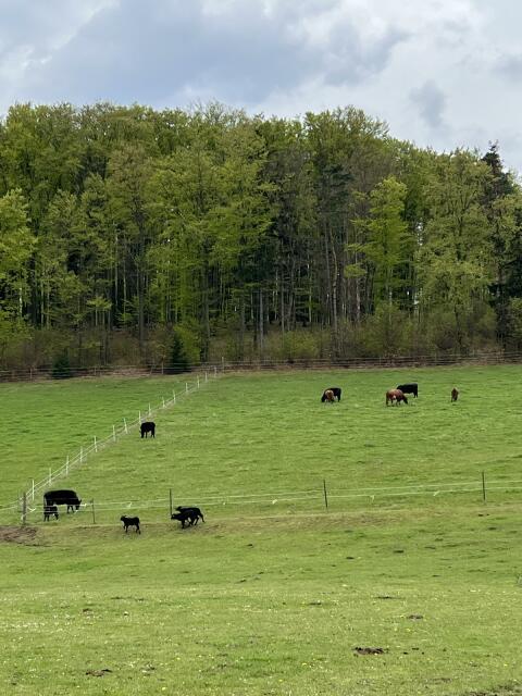 Bio Angus