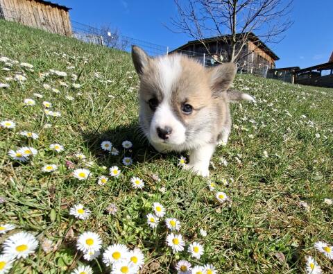 Welsh Corgi Pembroke Welpen