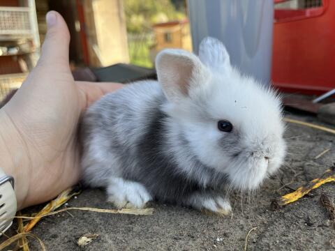 5 männliche Zwergkaninchen